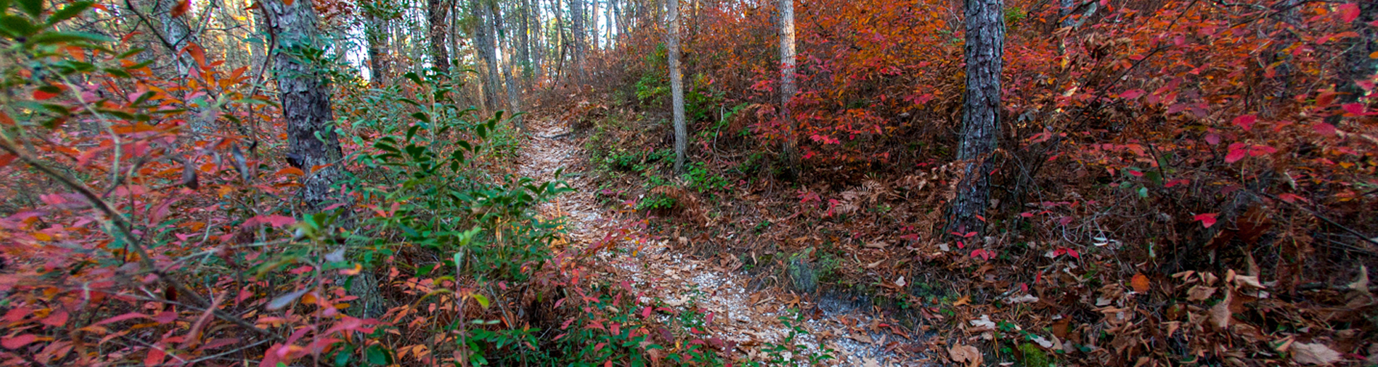 Well Mills County Park in Ocean County - Located in Waretown New Jersey