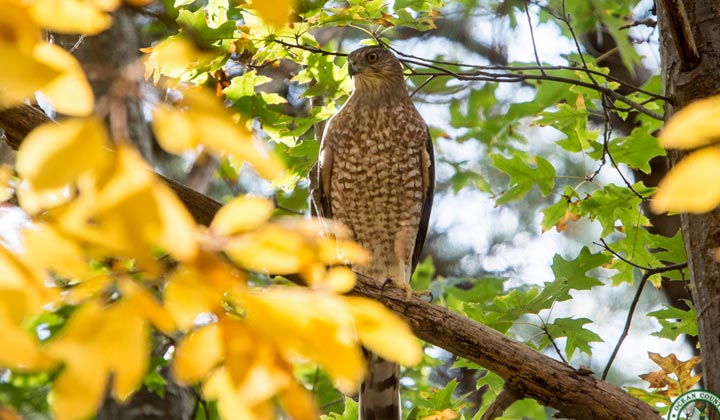 Cattus Island County Park - 497 Acres - Toms River Township