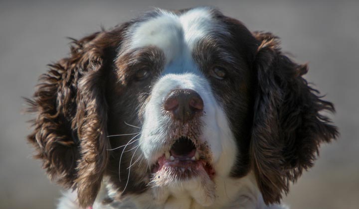 Off-Leash Dog Facilities - Three facilities in Ocean County