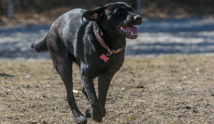 Robert J. Miller Airpark Off-Leash Dog Facility - 35 Acres - Berkeley Township